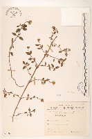 天蓬草舅藏品圖，第1張