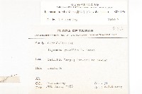 海牽牛藏品圖，第2張