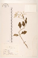 一枝香藏品圖，第1張