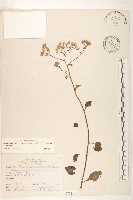 一枝香藏品圖，第1張