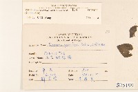 一枝香藏品圖，第2張