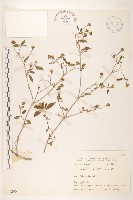 雙花蟛蜞菊藏品圖，第1張