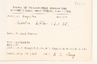 雙花蟛蜞菊藏品圖，第2張