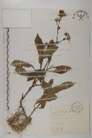 地膽草、毛蓮菜藏品圖，第1張