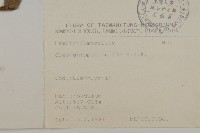 地膽草、毛蓮菜藏品圖，第2張