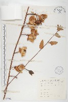 盒果藤藏品圖，第1張