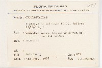 大萼旋花藏品圖，第2張