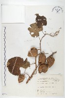 大萼旋花藏品圖，第1張