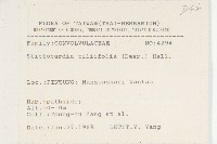 大萼旋花藏品圖，第2張