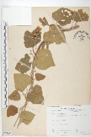 大萼旋花藏品圖，第1張