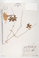 番仔藤藏品圖，第1張