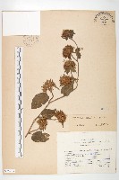 長梗毛娥房藤藏品圖，第1張