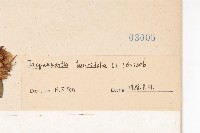 長梗毛娥房藤藏品圖，第3張