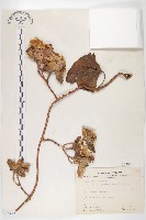 盒果藤藏品圖，第1張