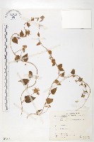 娥房藤藏品圖，第1張