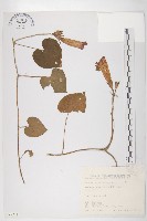 銳葉牽牛藏品圖，第1張