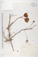 馬鞍藤藏品圖，第1張