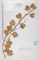 馬鞍藤藏品圖，第1張