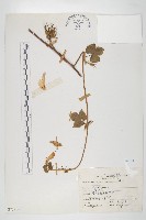 牽牛花藏品圖，第1張