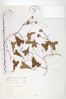 菜欒藤藏品圖，第1張