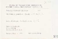 菜欒藤藏品圖，第2張