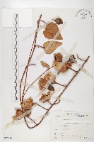 盒果藤藏品圖，第1張