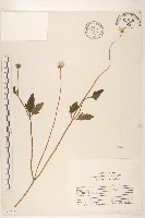 長柄菊藏品圖，第1張