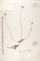 長柄菊藏品圖，第1張