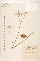 一枝香藏品圖，第1張