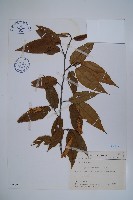 蘭邯千金榆藏品圖，第1張