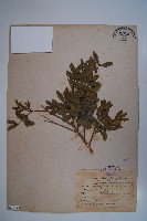 臺灣黃楊藏品圖，第1張