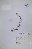 盾果草藏品圖，第1張