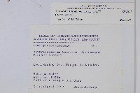 盾果草藏品圖，第2張