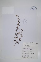 盾果草藏品圖，第1張