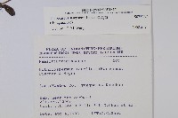 盾果草藏品圖，第2張