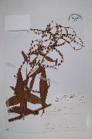 琉璃草藏品圖，第1張