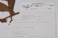 琉璃草藏品圖，第2張