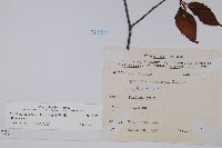 蘭邯千金榆藏品圖，第2張