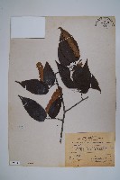 蘭邯千金榆藏品圖，第1張