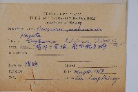 蘭邯千金榆藏品圖，第2張