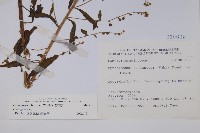 琉璃草藏品圖，第2張