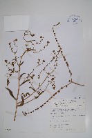 琉璃草藏品圖，第1張