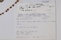 琉璃草藏品圖，第2張