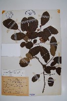 厚殼樹藏品圖，第1張