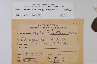 厚殼樹藏品圖，第2張