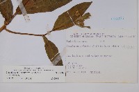 琉璃草藏品圖，第2張