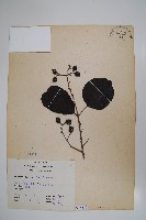 破布子藏品圖，第1張