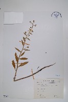 琉璃草藏品圖，第1張