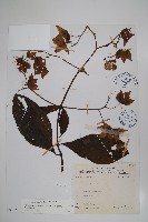 假酸漿藏品圖，第1張