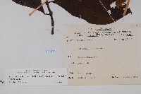 假酸漿藏品圖，第2張